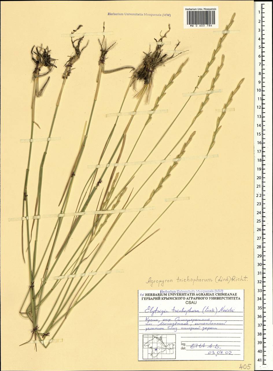 Thinopyrum intermedium subsp. intermedium, Крым (KRYM) (Россия)