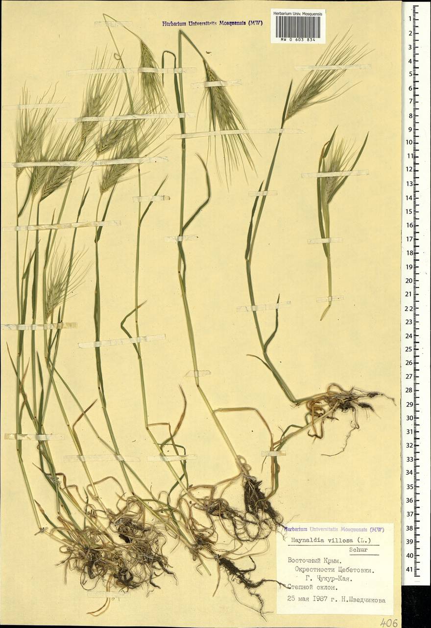 Дазипирум мохнатый (L.) Borbás, Крым (KRYM) (Россия)