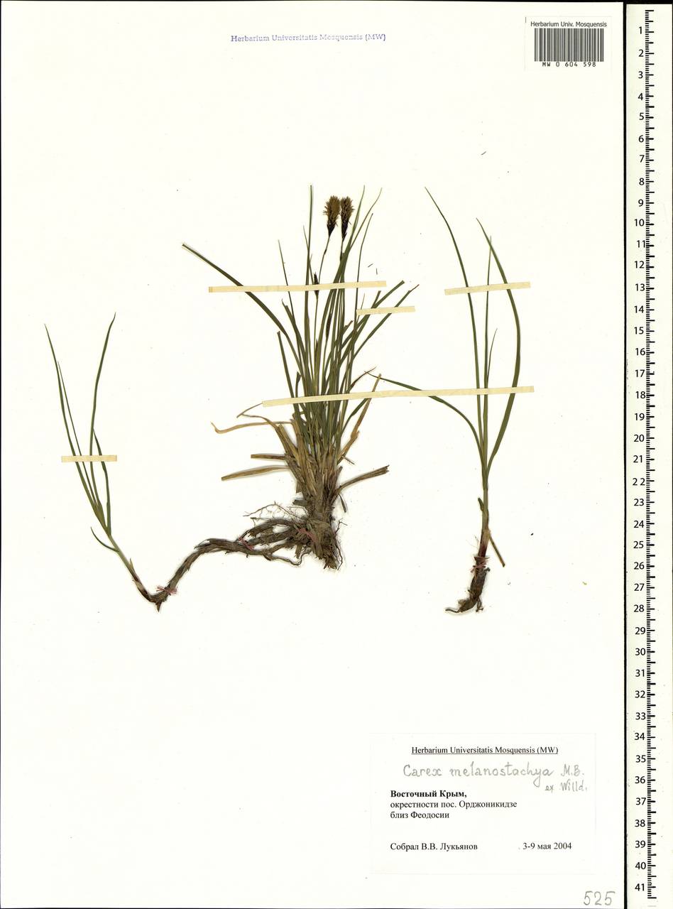 Осока черноколосая M.Bieb. ex Willd., Крым (KRYM) (Россия)