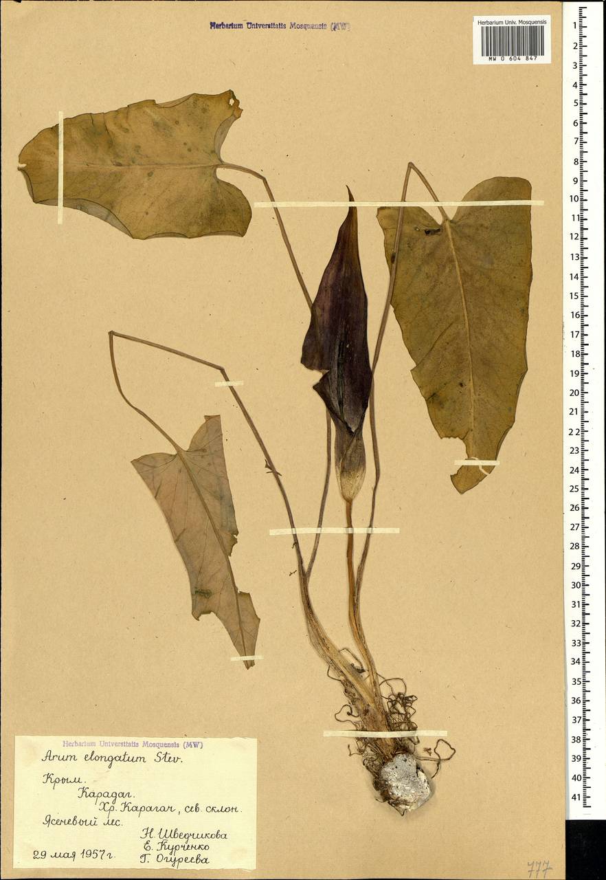 Arum orientale subsp. orientale, Крым (KRYM) (Россия)