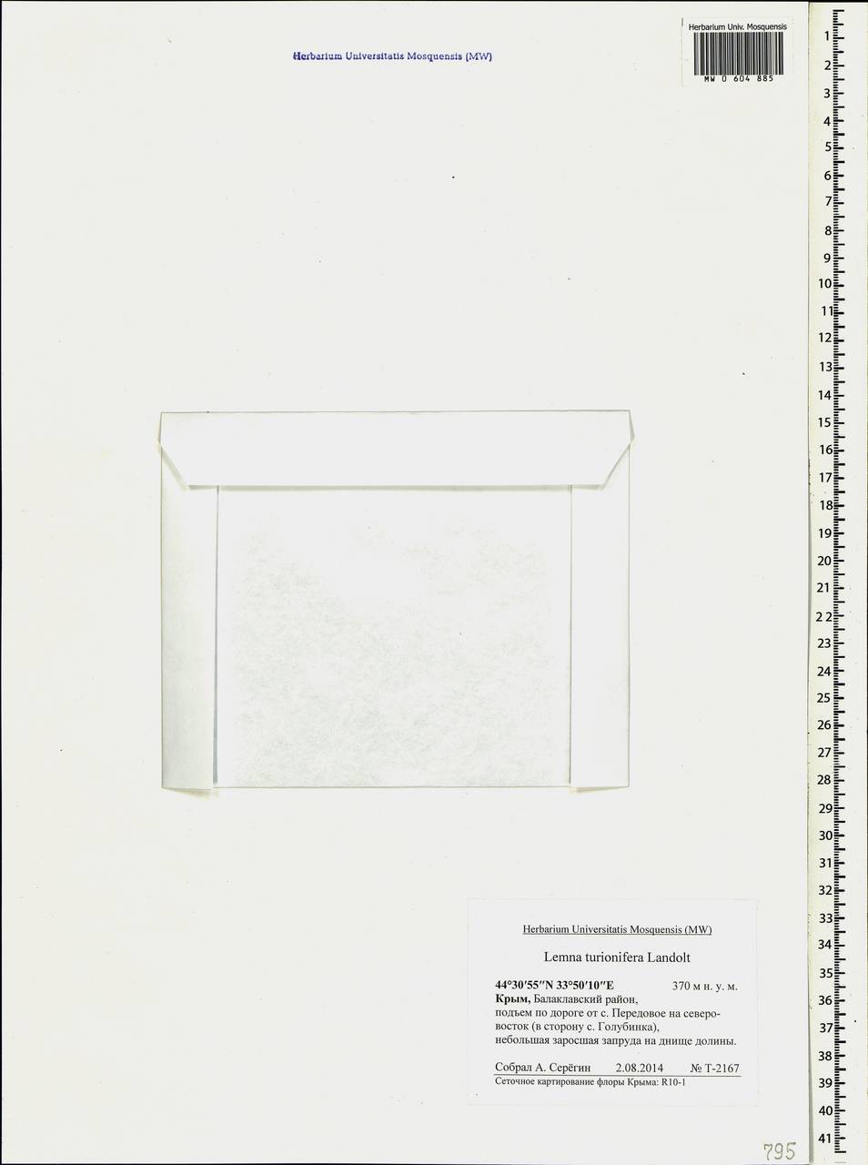 MW0604885, Lemna turionifera (Ряска турионообразующая), specimen