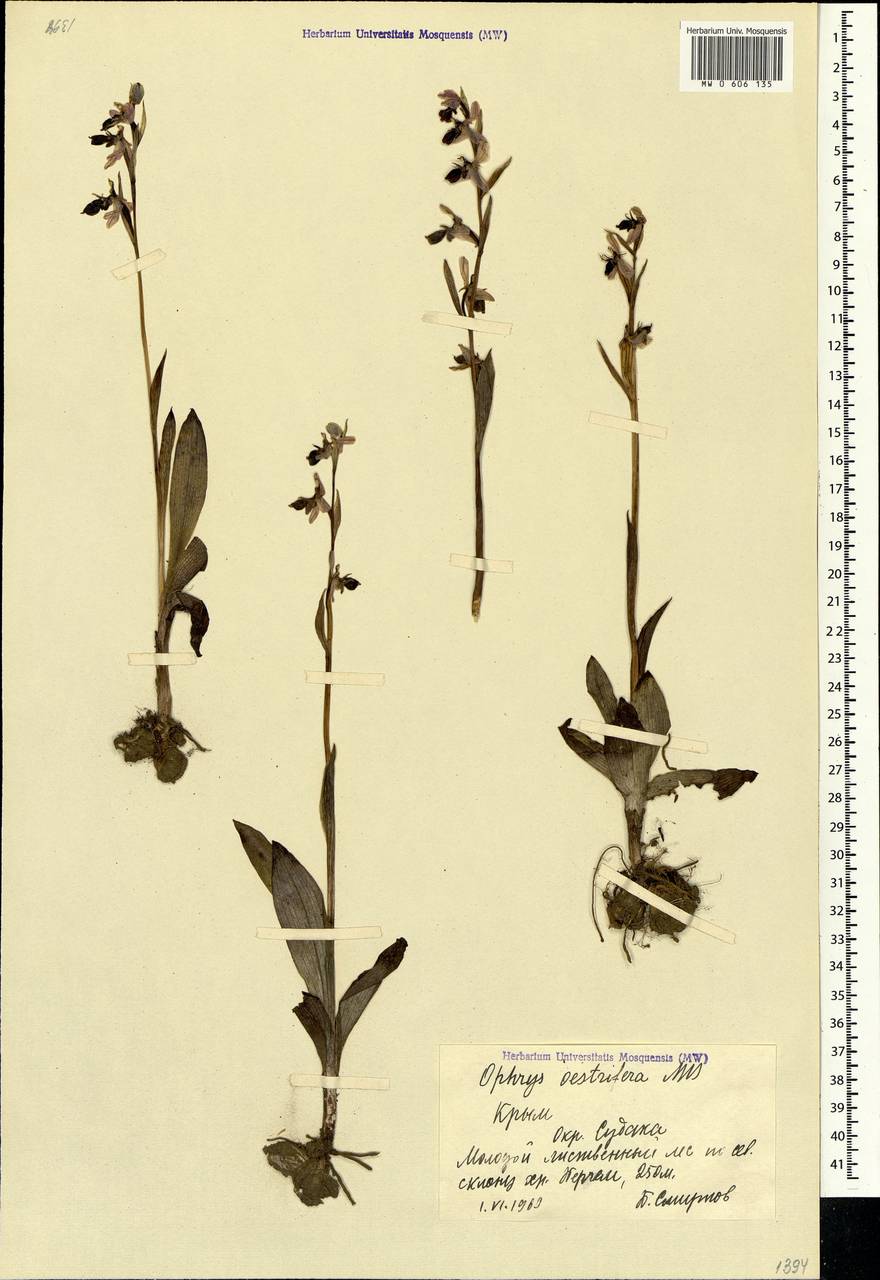 Ophrys scolopax subsp. cornuta (Steven) E.G.Camus, Крым (KRYM) (Россия)