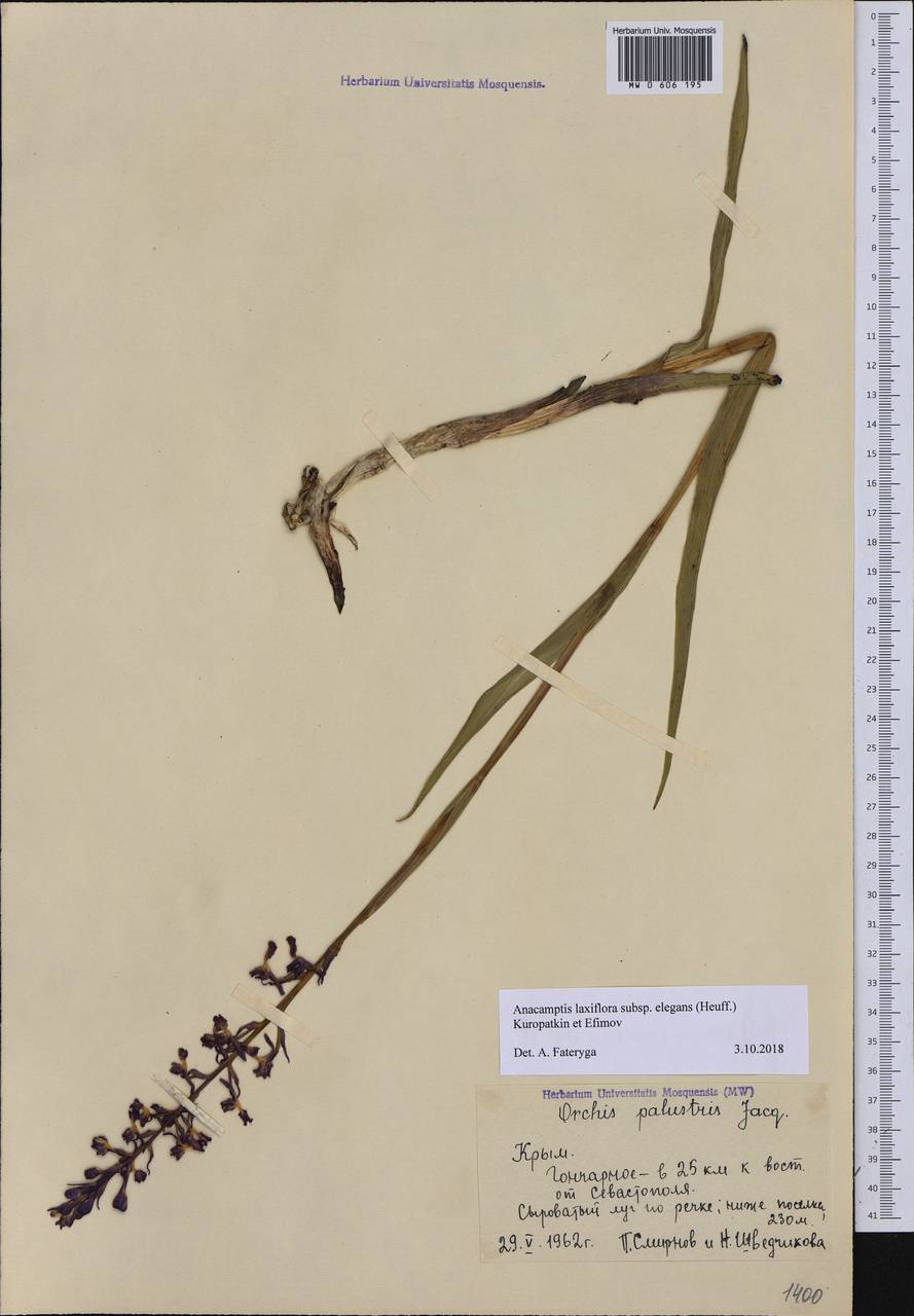 Anacamptis palustris subsp. elegans (Heuff.) R.M.Bateman, Pridgeon & M.W.Chase, Крым (KRYM) (Россия)