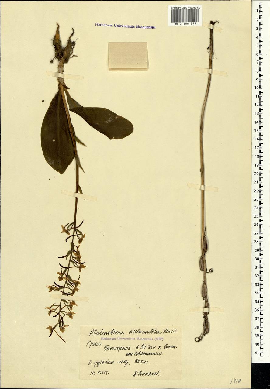 Любка зеленоцветковая (Custer) Rchb., Крым (KRYM) (Россия)
