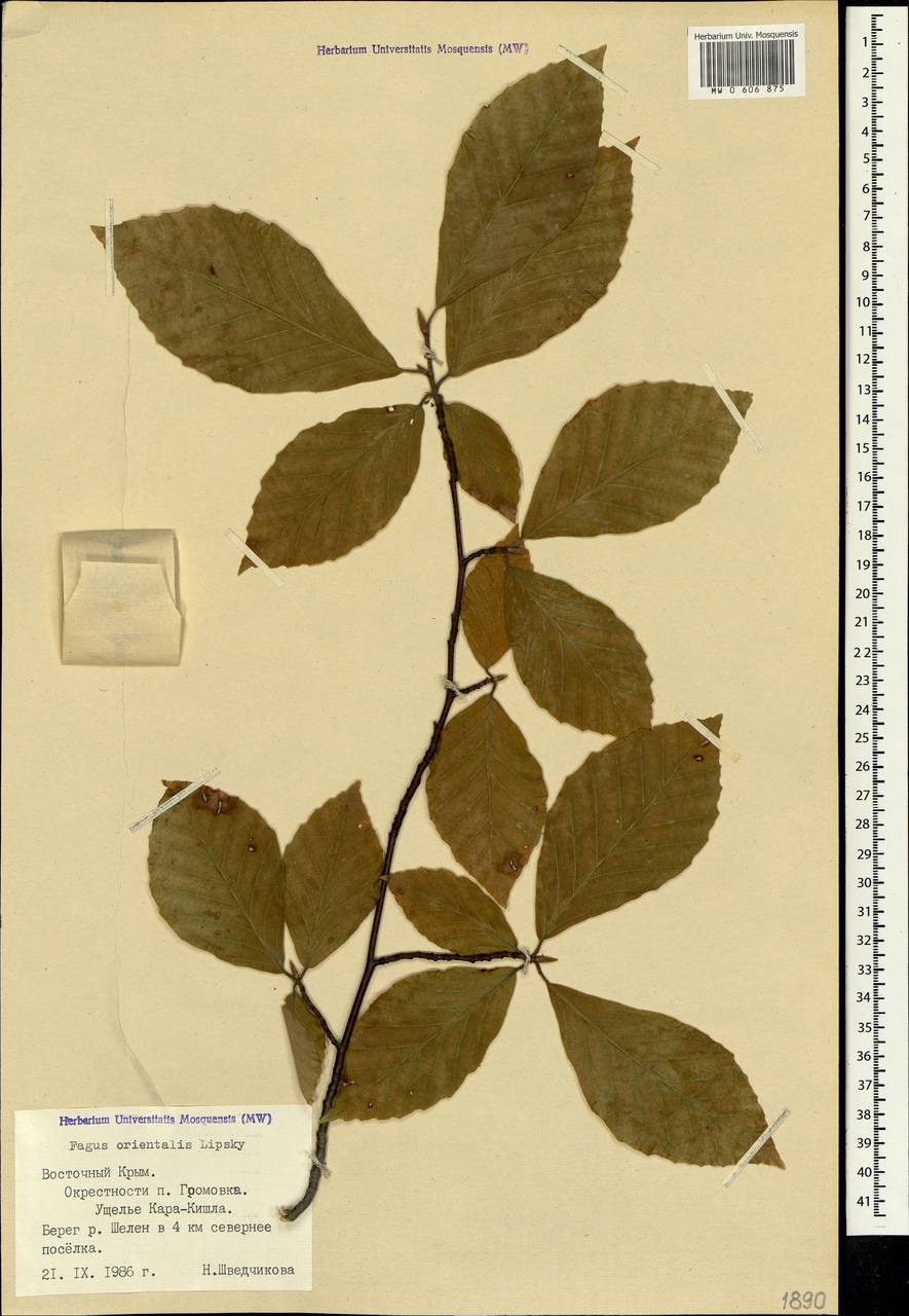 Бук Восточный – Fagus orientalis лист