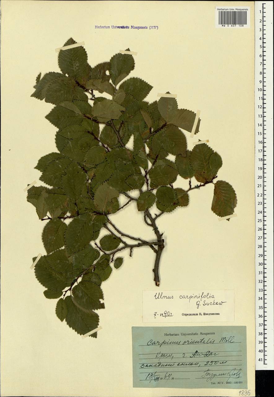 MW0607108, Ulmus minor (Вяз малый), specimen