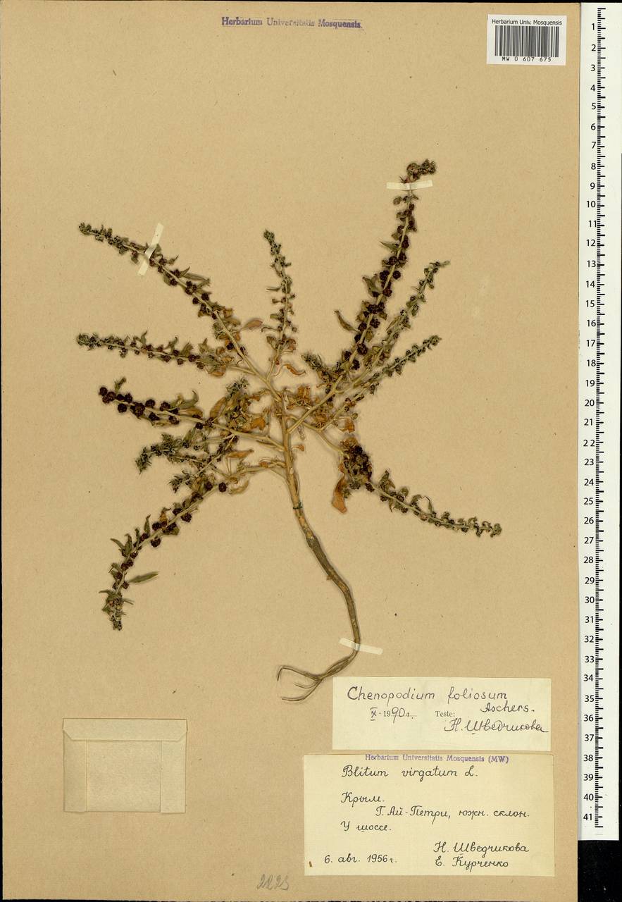 Blitum virgatum subsp. virgatum, Крым (KRYM) (Россия)