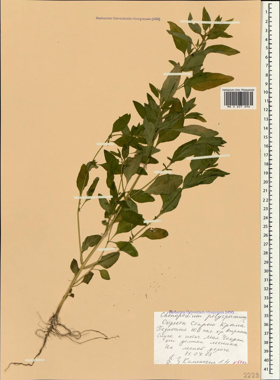 Lipandra polysperma (L.) S. Fuentes, Uotila & Borsch, Крым (KRYM) (Россия)