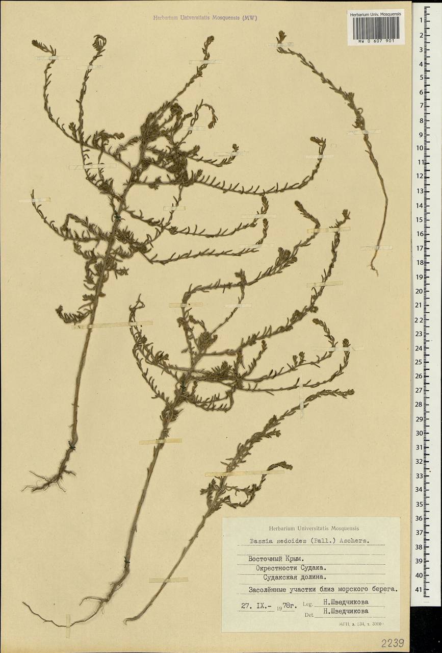 Sedobassia sedoides (Pall.) Freitag & G. Kadereit, Крым (KRYM) (Россия)