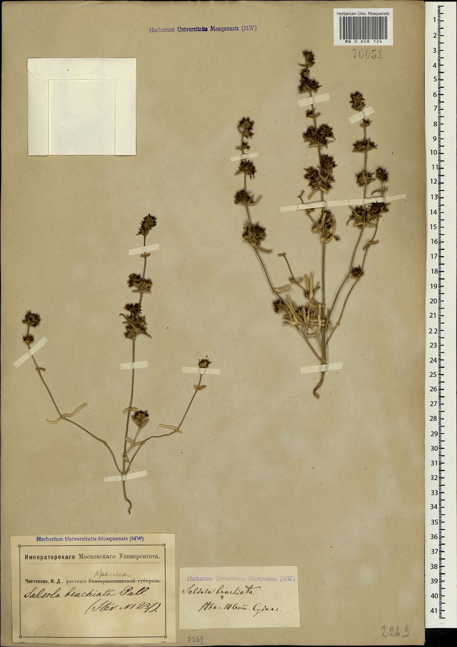 Pyankovia brachiata (Pall.) Akhani & Roalson, Крым (KRYM) (Россия)
