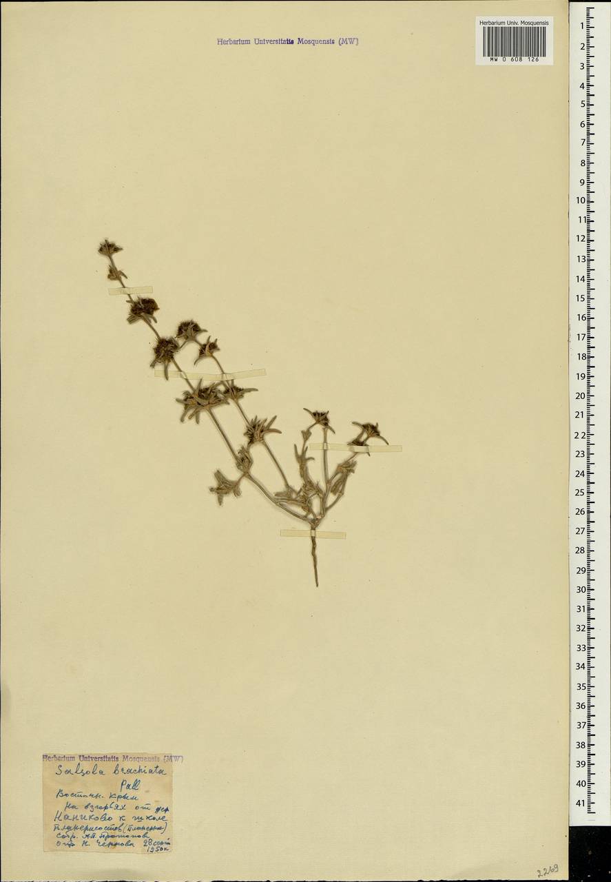 Pyankovia brachiata (Pall.) Akhani & Roalson, Крым (KRYM) (Россия)