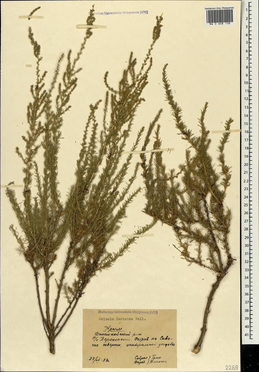 Nitrosalsola laricina (Pall.) Theodorova, Крым (KRYM) (Россия)