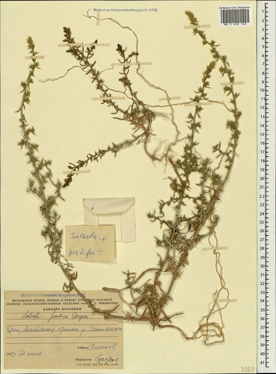Salsola squarrosa subsp. squarrosa, Крым (KRYM) (Украина)