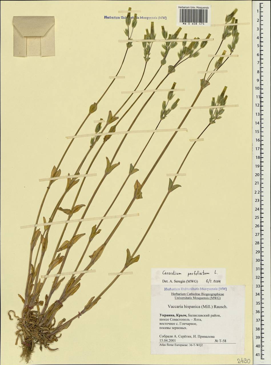 Dichodon perfoliatum (L.) Á. Löve & D. Löve, Крым (KRYM) (Россия)