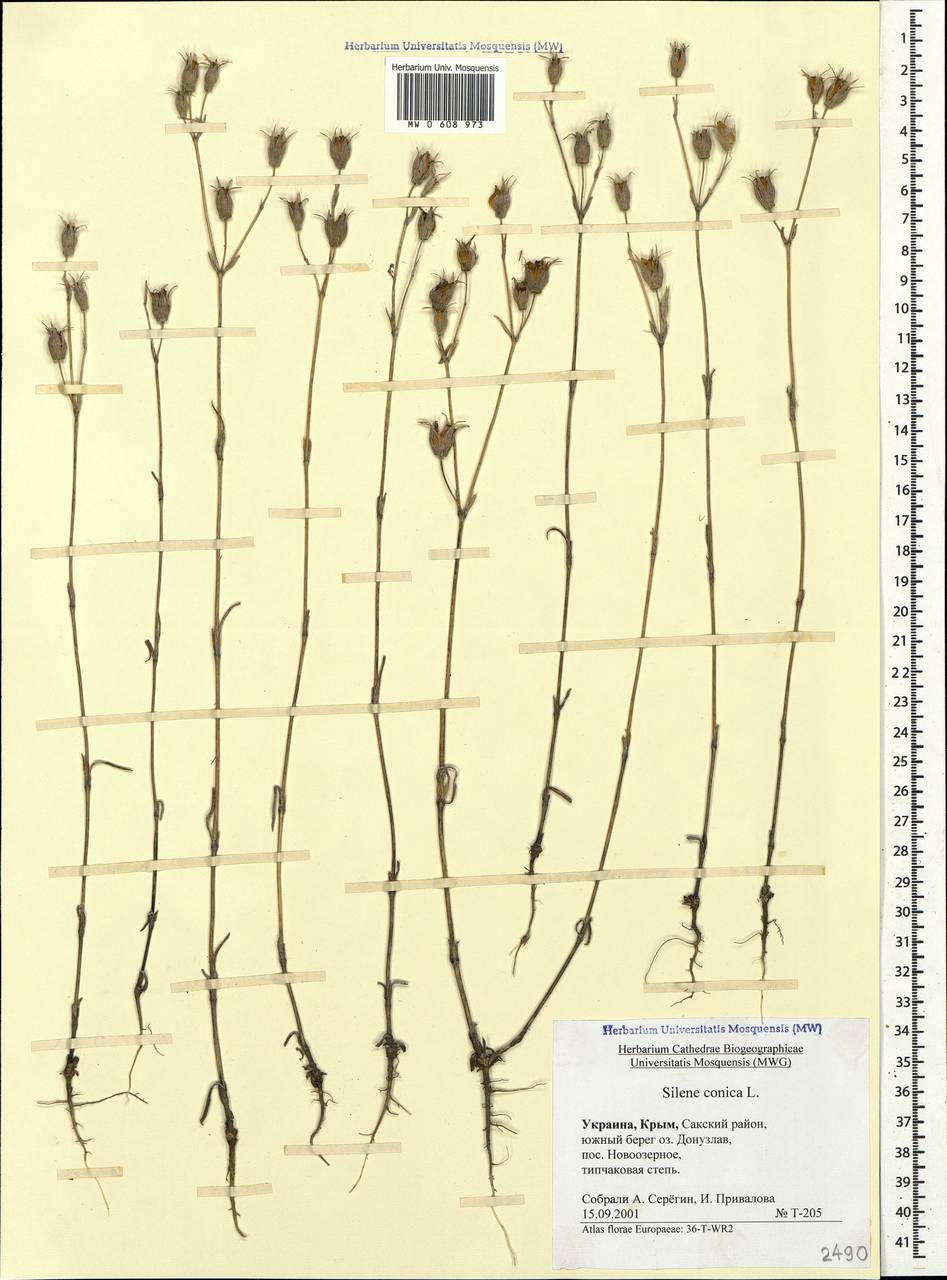 Silene conica subsp. conica, Крым (KRYM) (Россия)