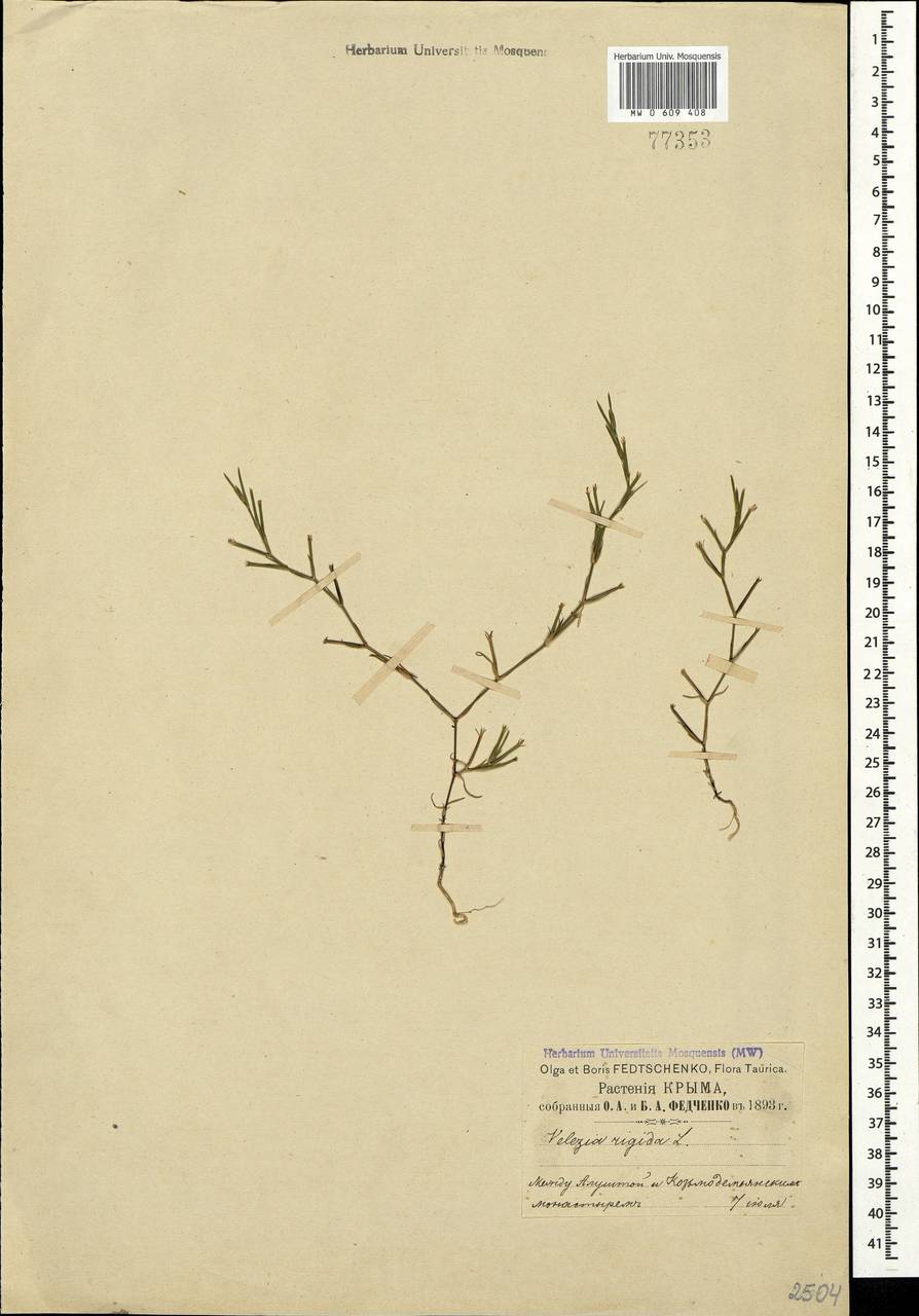 Dianthus nudiflorus Griff., Крым (KRYM) (Россия)