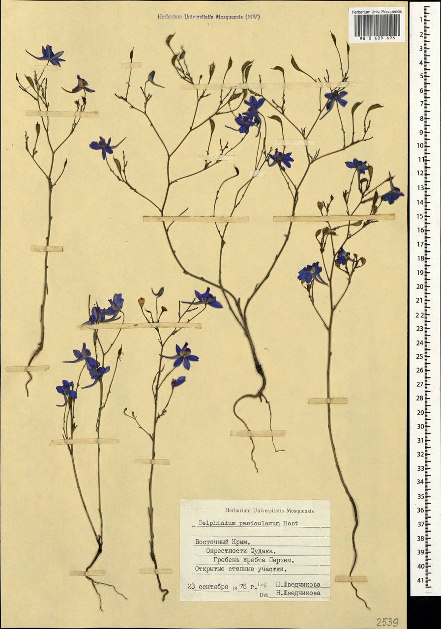 Delphinium consolida subsp. paniculatum (Host) N. Busch, Крым (KRYM) (Россия)