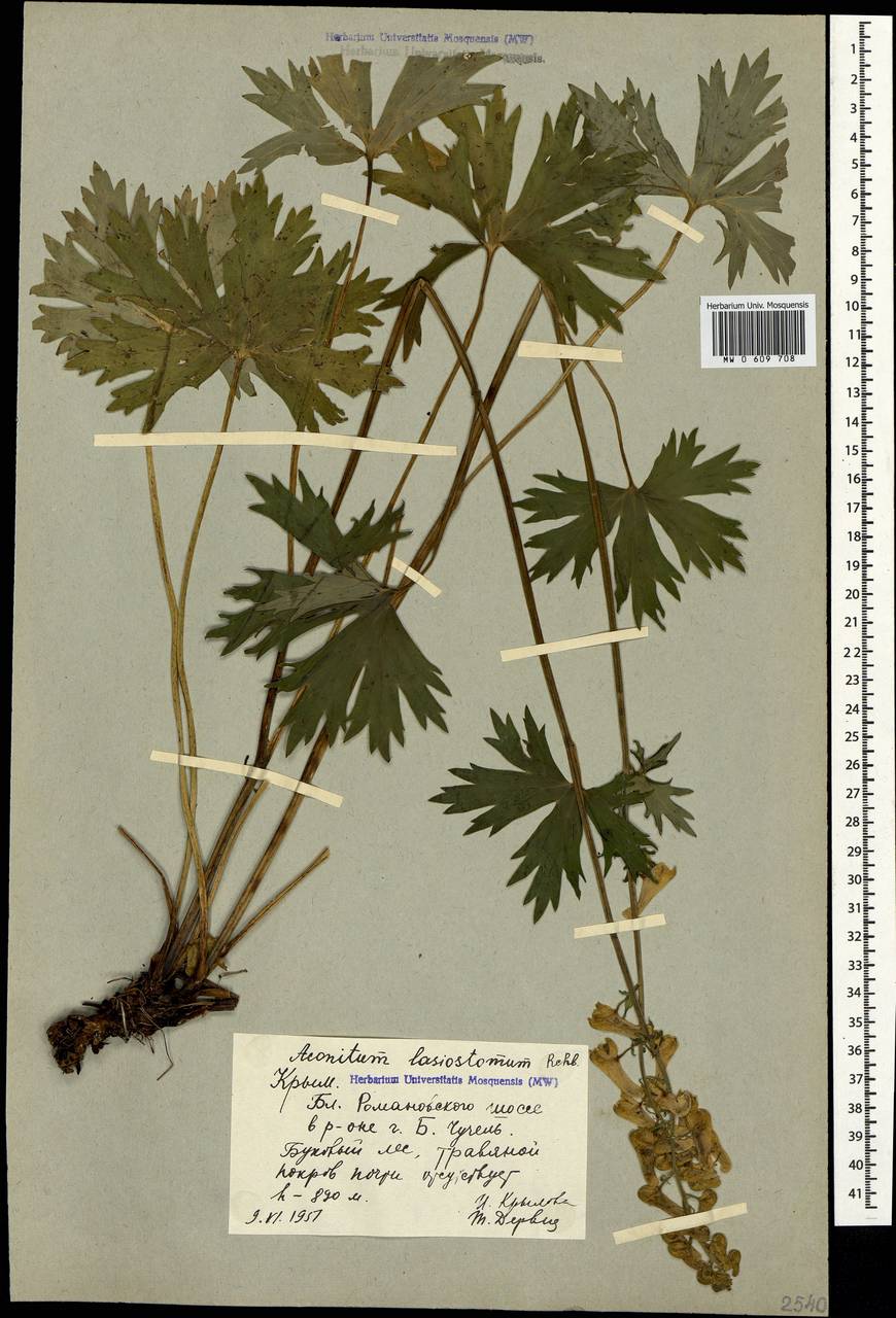 Aconitum lycoctonum subsp. lasiostomum (Rchb.) Warncke, Крым (KRYM) (Россия)