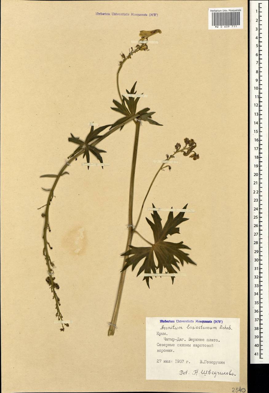 Aconitum lycoctonum subsp. lasiostomum (Rchb.) Warncke, Крым (KRYM) (Россия)