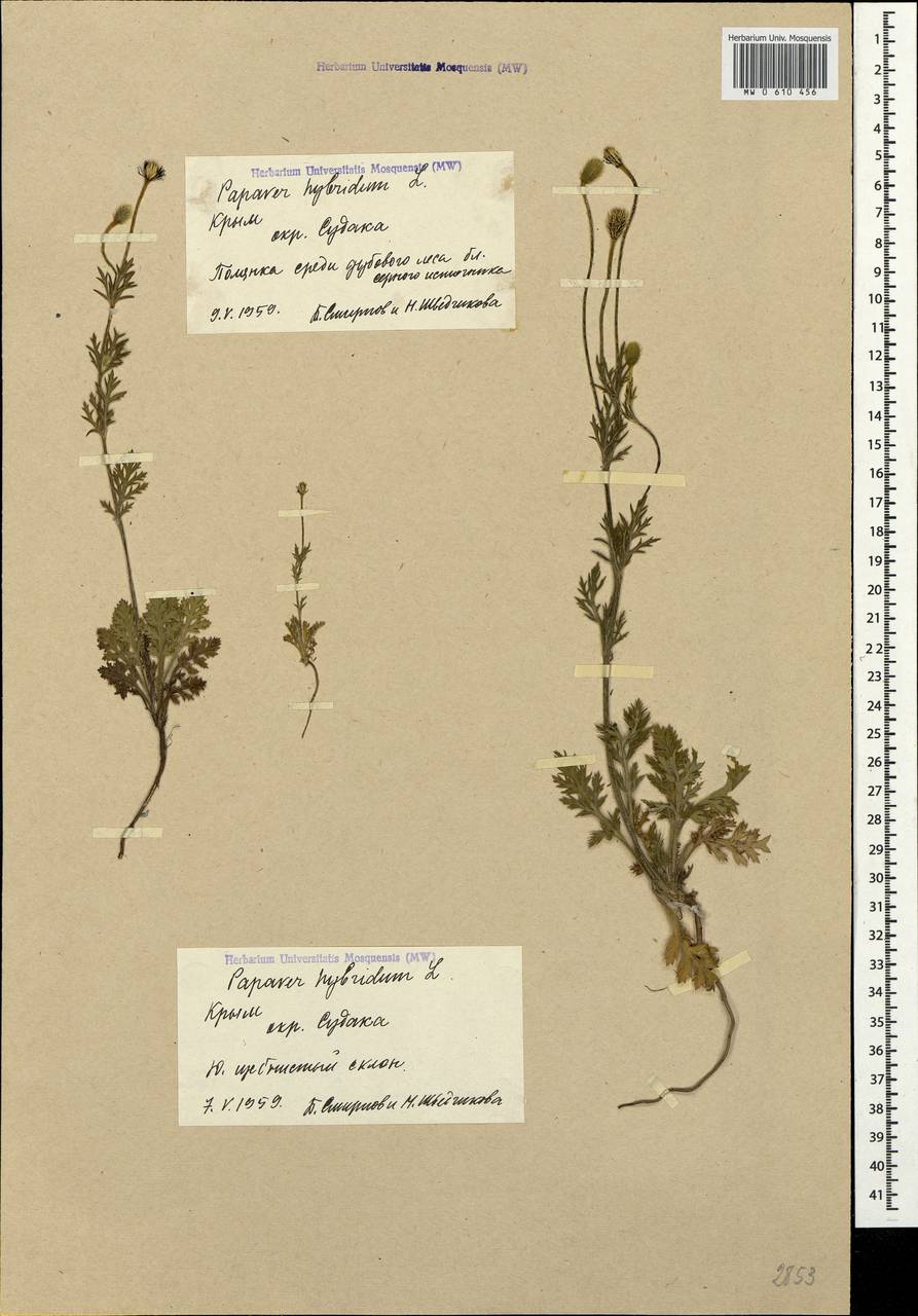 Roemeria sicula (Guss.) Galasso, Banfi, L. Sáez & Bartolucci, Крым (KRYM) (Россия)