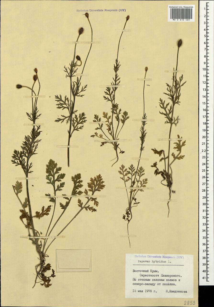 Roemeria sicula (Guss.) Galasso, Banfi, L. Sáez & Bartolucci, Крым (KRYM) (Россия)