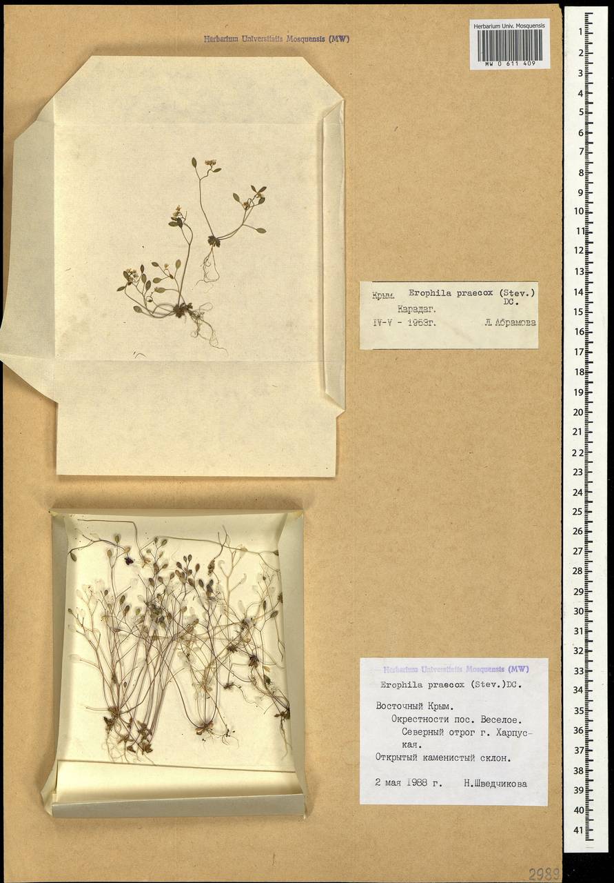 Draba verna var. praecox (Steven) M. Bieb., Крым (KRYM) (Россия)