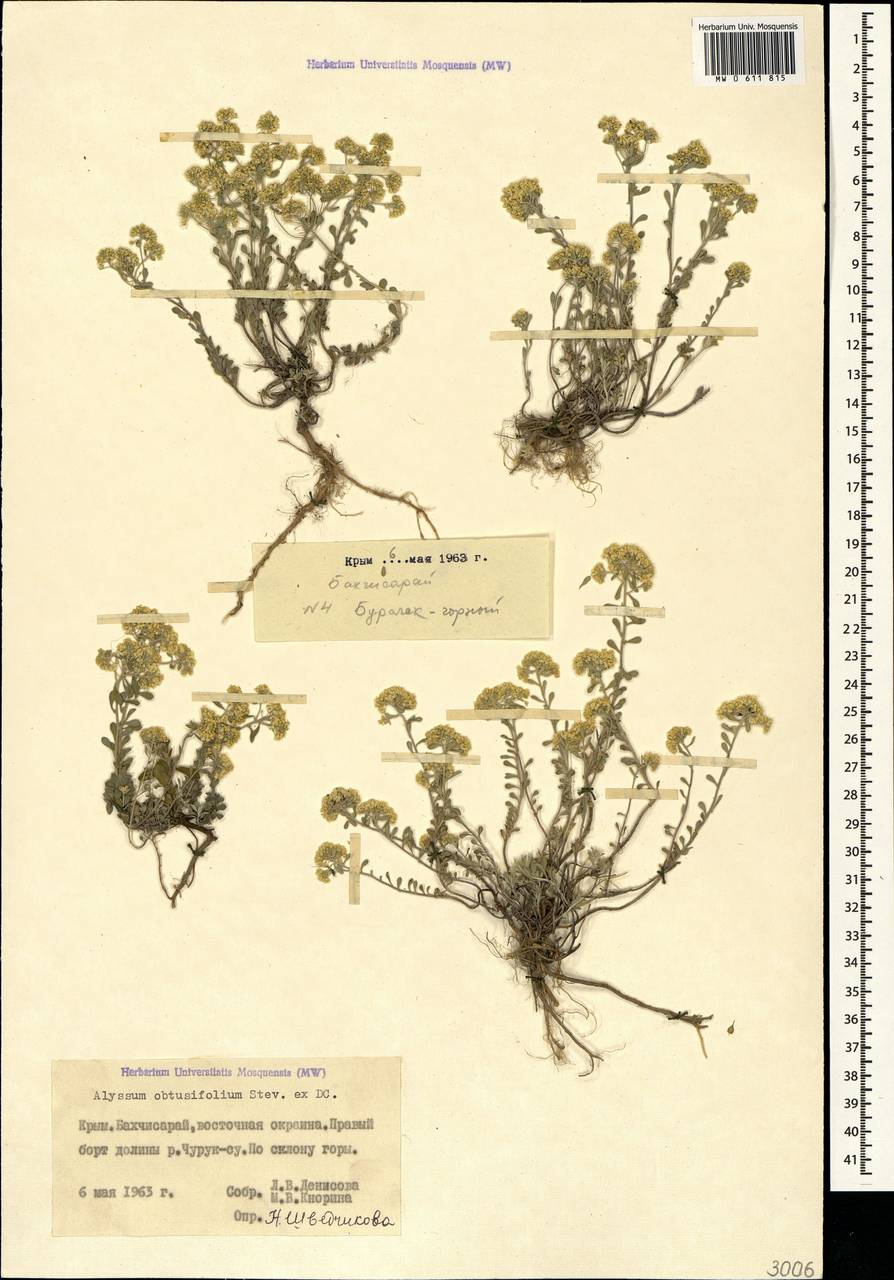 Odontarrhena obtusifolia (Steven ex DC.) C.A.Mey., Крым (KRYM) (Россия)