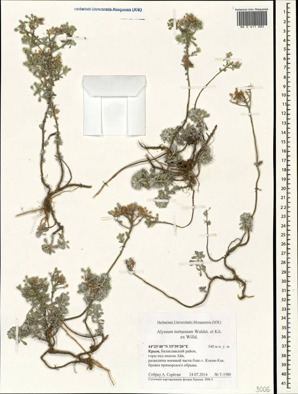 Odontarrhena tortuosa (Waldst. & Kit. ex Willd.) C.A.Mey., Крым (KRYM) (Россия)