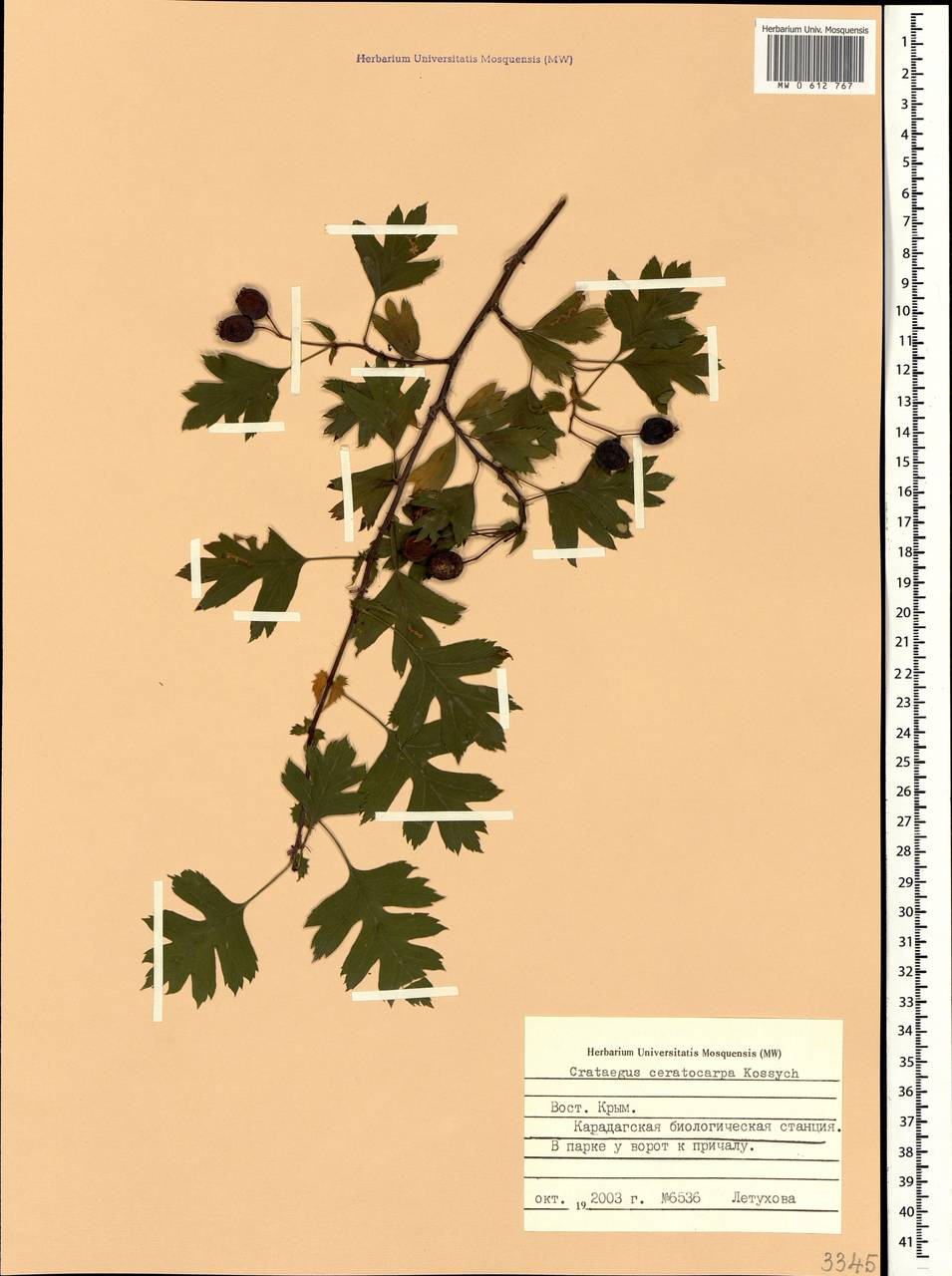 Боярышник рогоплодный Kossych, Крым (KRYM) (Россия)