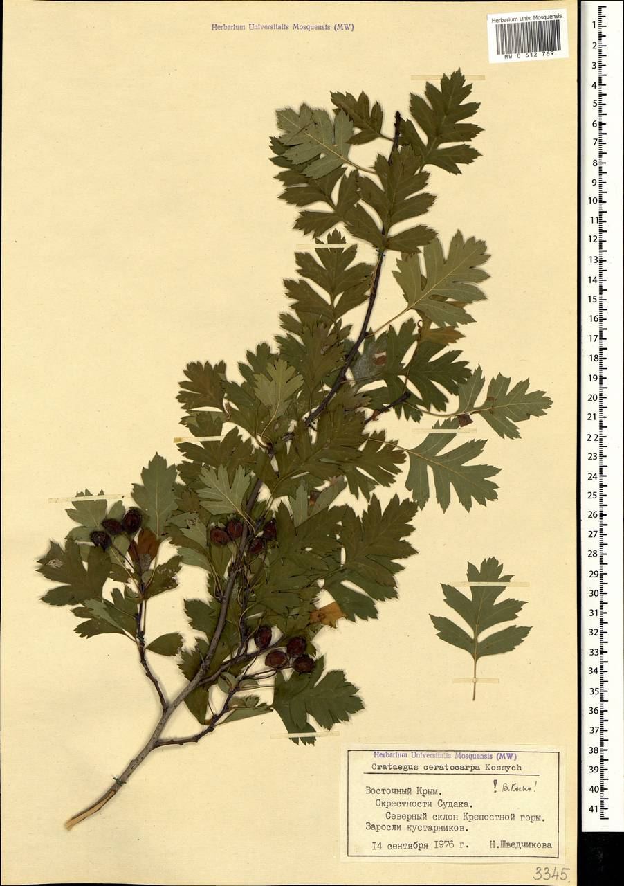 Боярышник рогоплодный Kossych, Крым (KRYM) (Россия)