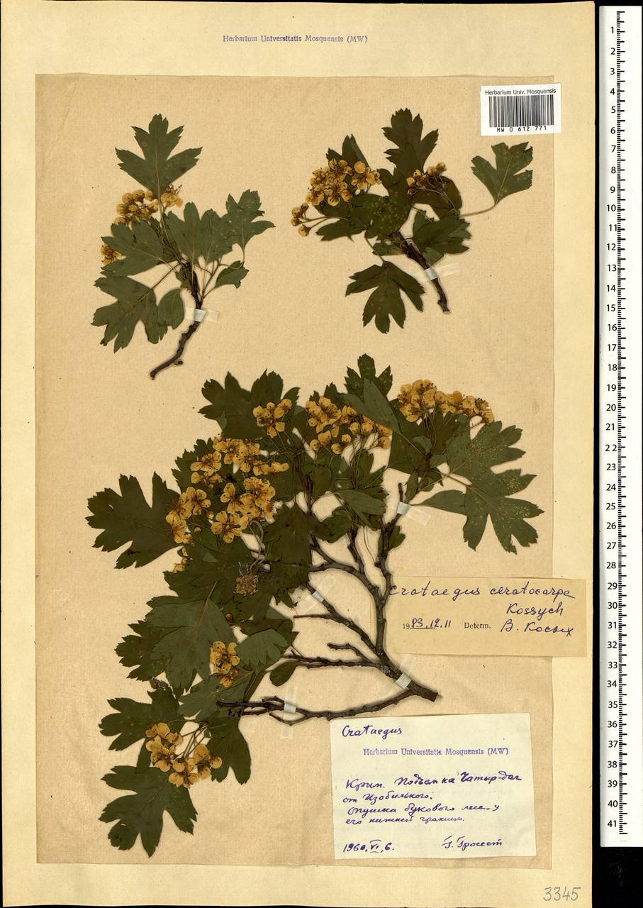 Боярышник рогоплодный Kossych, Крым (KRYM) (Россия)