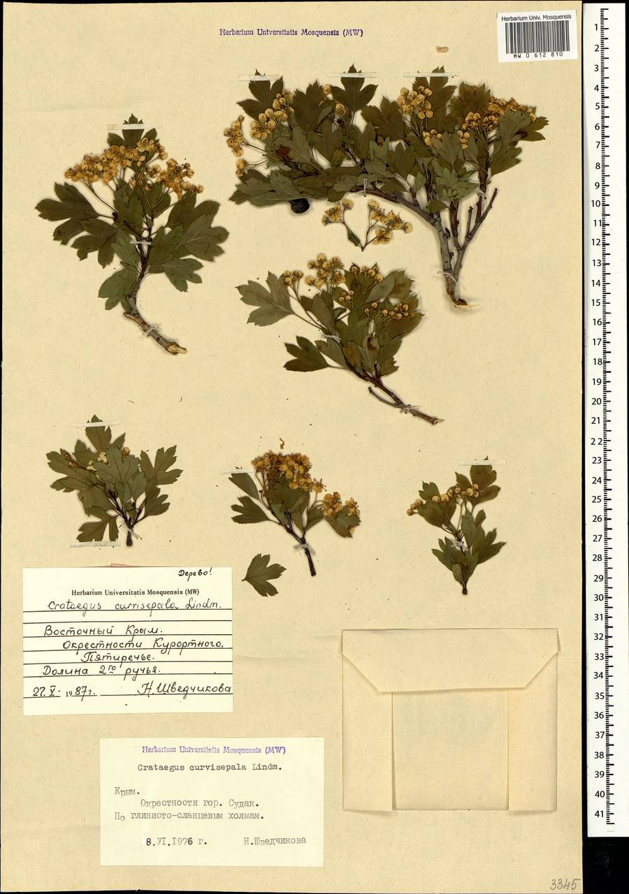 Crataegus praemonticola Holub, Крым (KRYM) (Россия)