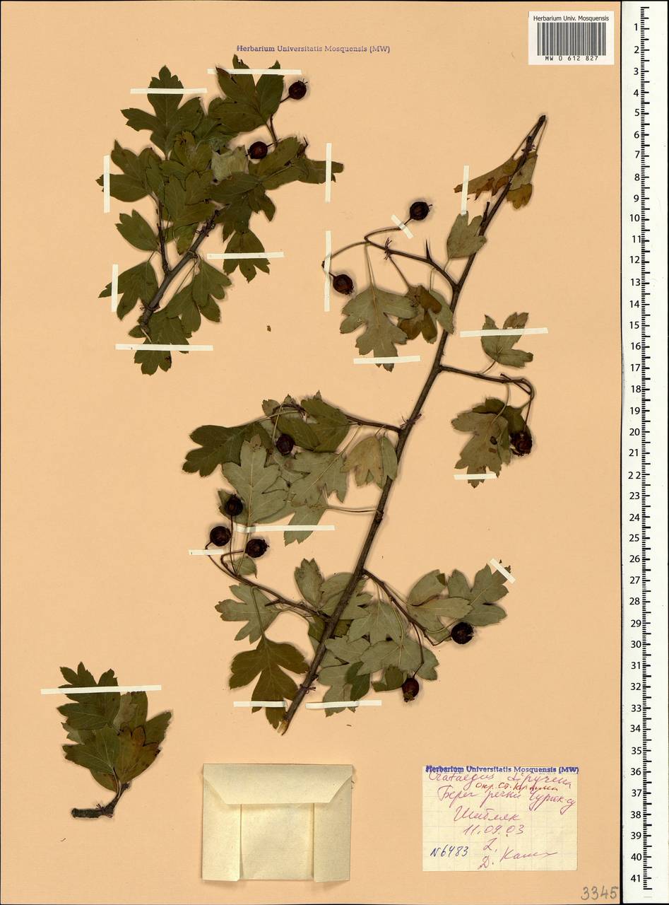 Crataegus × rubrinervis Lange, Крым (KRYM) (Россия)