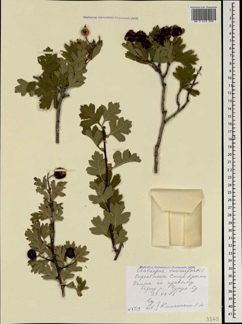 Боярышник восточный, Крым (KRYM) (Россия)