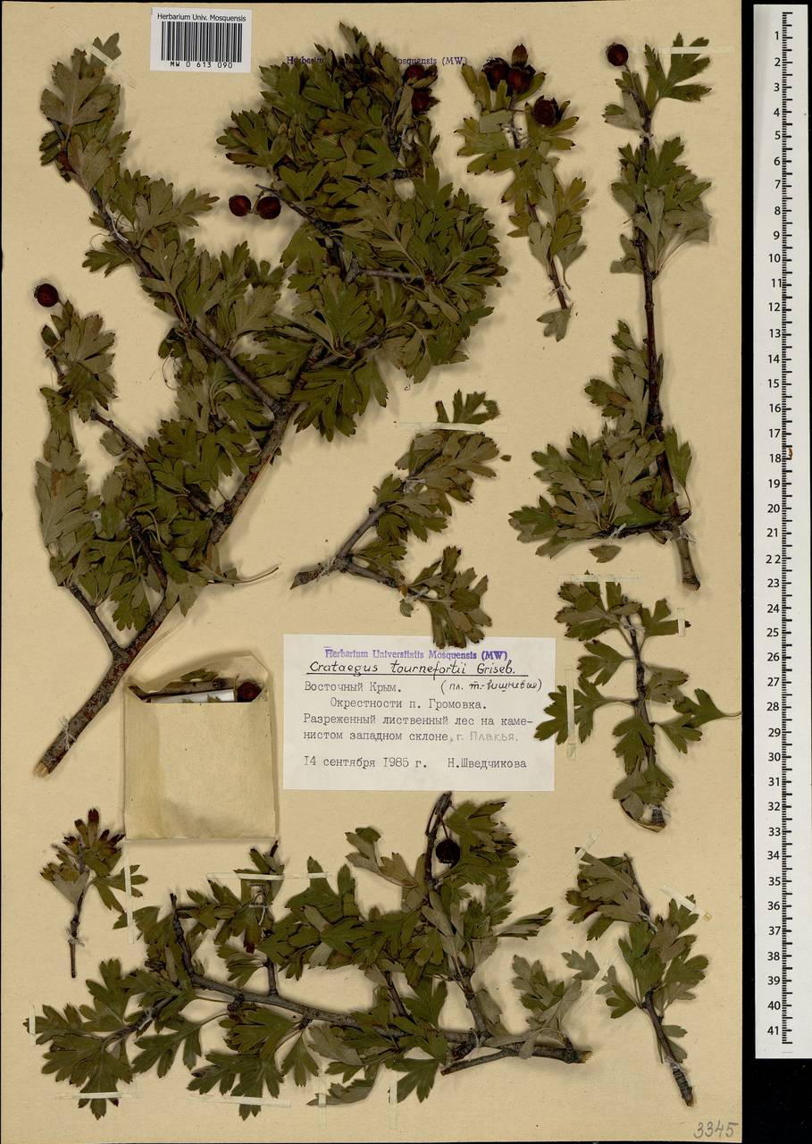 Боярышник восточный, Крым (KRYM) (Россия)