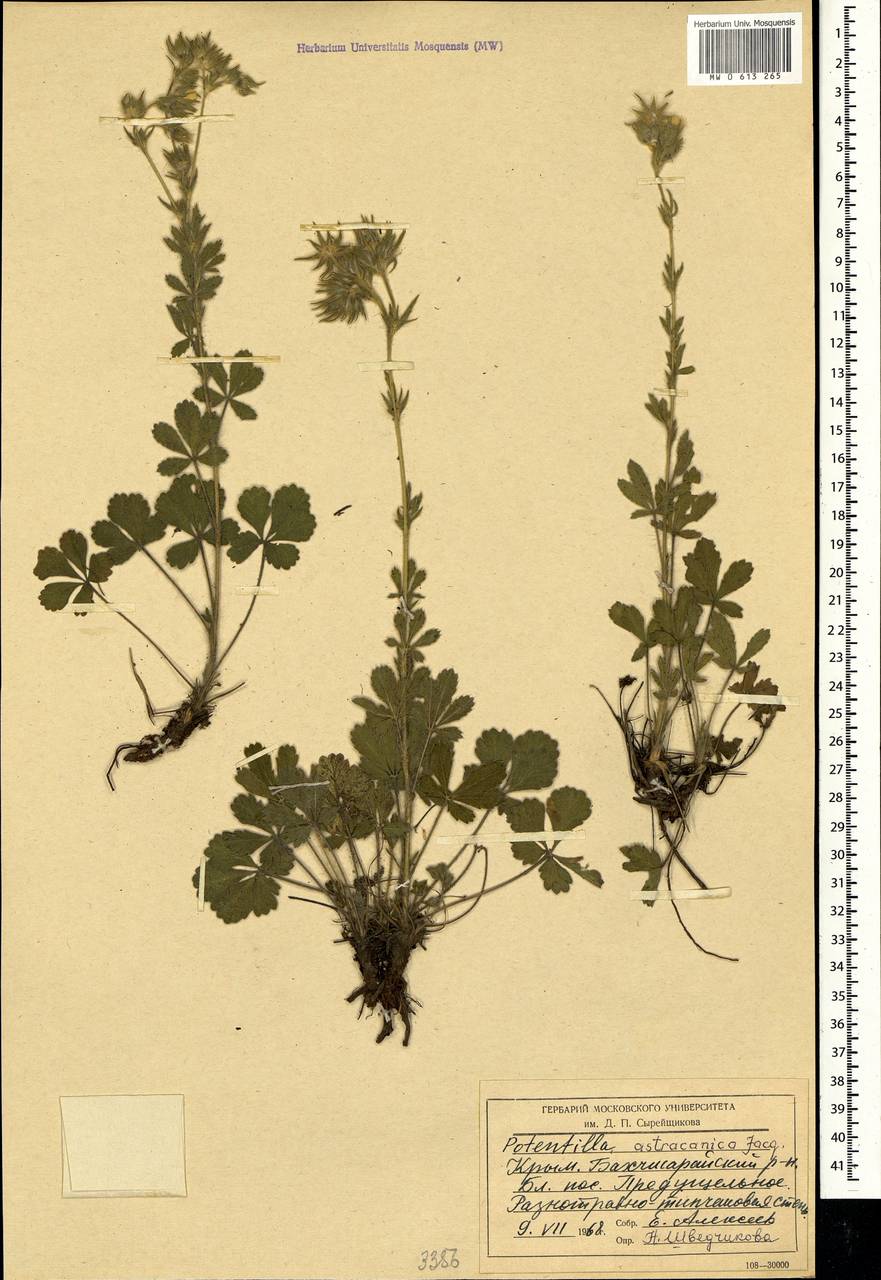 Potentilla astracanica