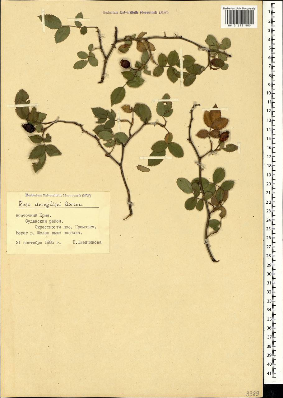 Rosa corymbifera var. deseglisei (Boreau) Emb. & Maire, Крым (KRYM) (Россия)