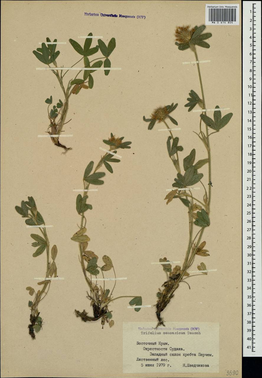Trifolium ochroleucon subsp. ochroleucon, Крым (KRYM) (Россия)