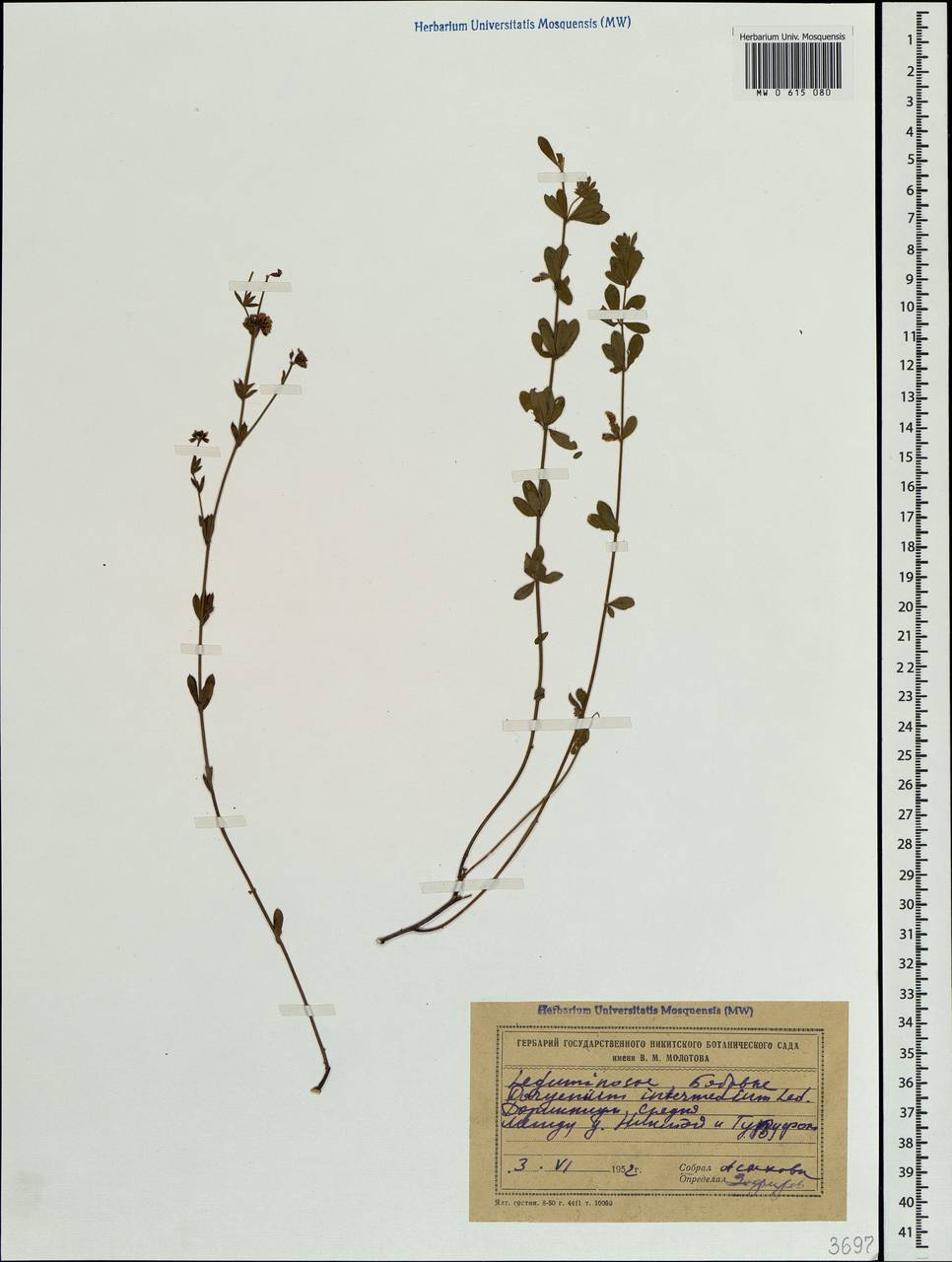 Lotus herbaceus (Vill.) Jauzein, Крым (KRYM) (Россия)