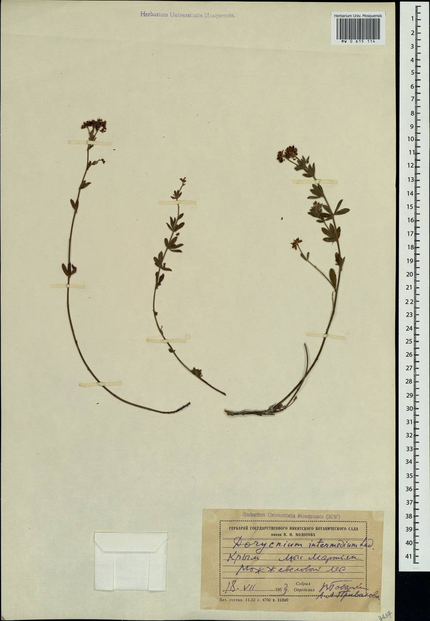 Lotus herbaceus (Vill.) Jauzein, Крым (KRYM) (Россия)