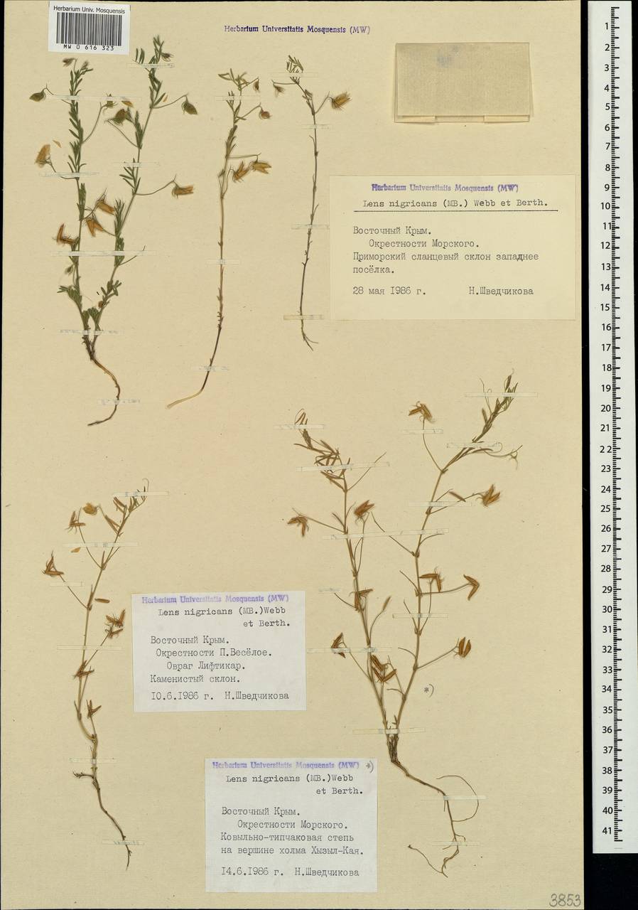 Vicia lentoides (Ten.) Coss. & Germ., Крым (KRYM) (Россия)