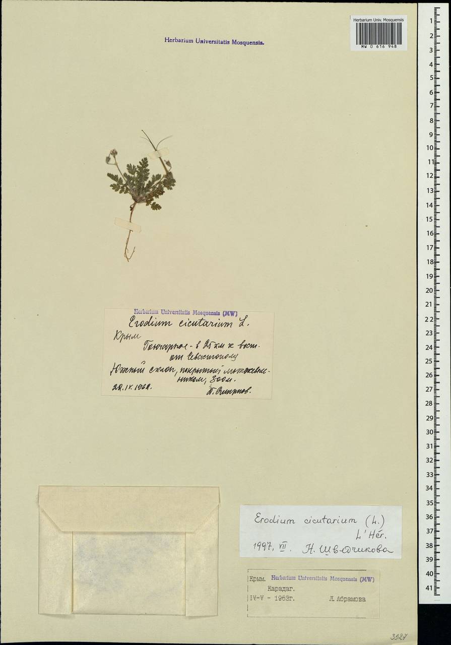 MW0616948-1, Erodium cicutarium (Аистник цикутовый, Аистник обыкновенный), specimen Аистник цикутовый, Аистник обыкновенный (L.) L'Hér., Крым (KRYM) (Россия)