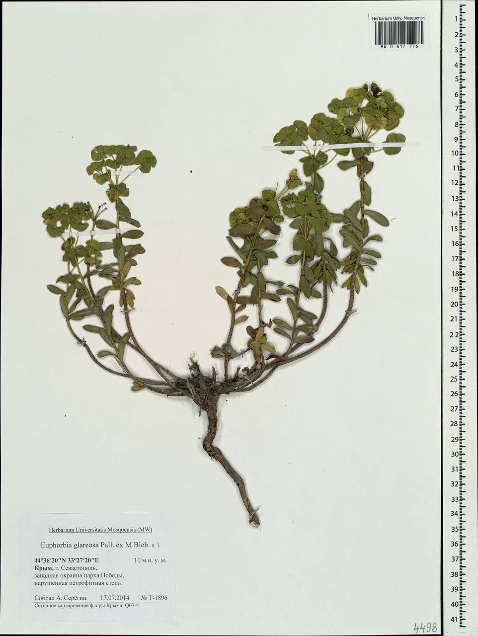 Euphorbia glareosa