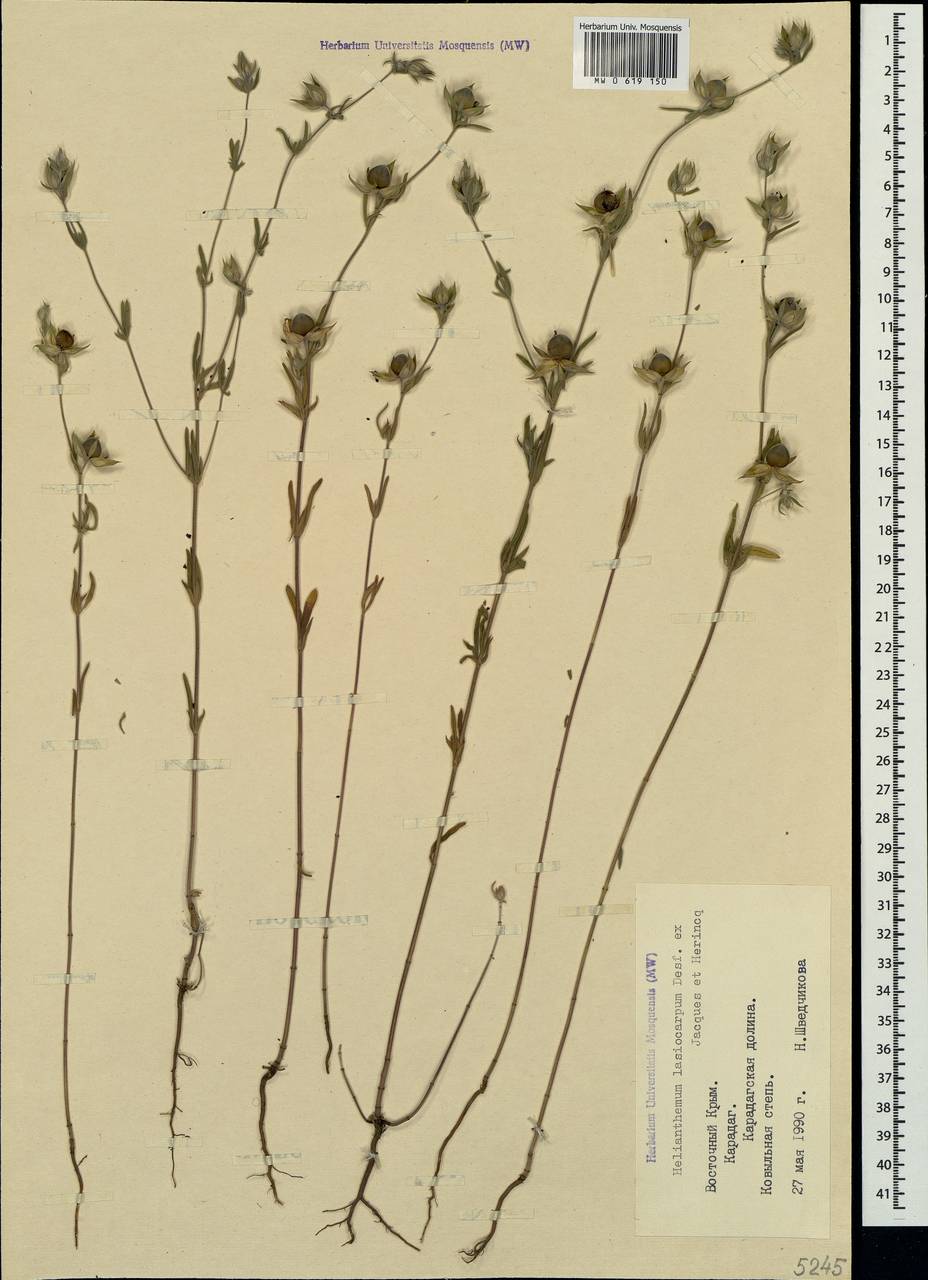 Helianthemum ledifolium subsp. lasiocarpum (Jacques & Herincq) Nyman, Крым (KRYM) (Россия)