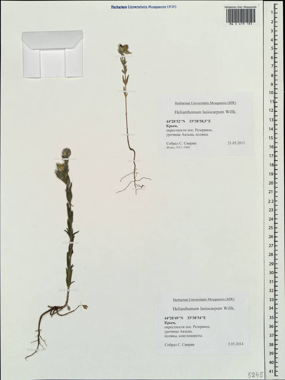 Helianthemum ledifolium subsp. lasiocarpum (Jacques & Herincq) Nyman, Крым (KRYM) (Россия)