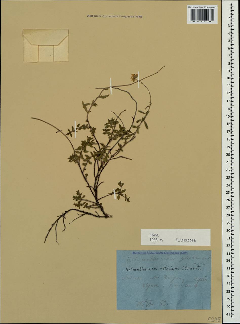 Helianthemum nummularium subsp. glabrum (W. D. J. Koch) R. Wilczek, Крым (KRYM) (Россия)