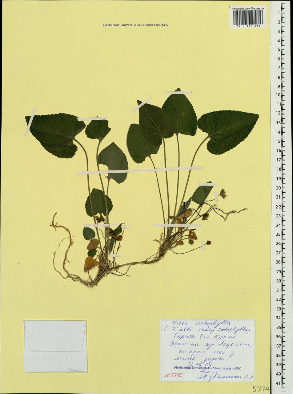 Viola alba var. scotophylla (Jord.) Gremli, Крым (KRYM) (Россия)