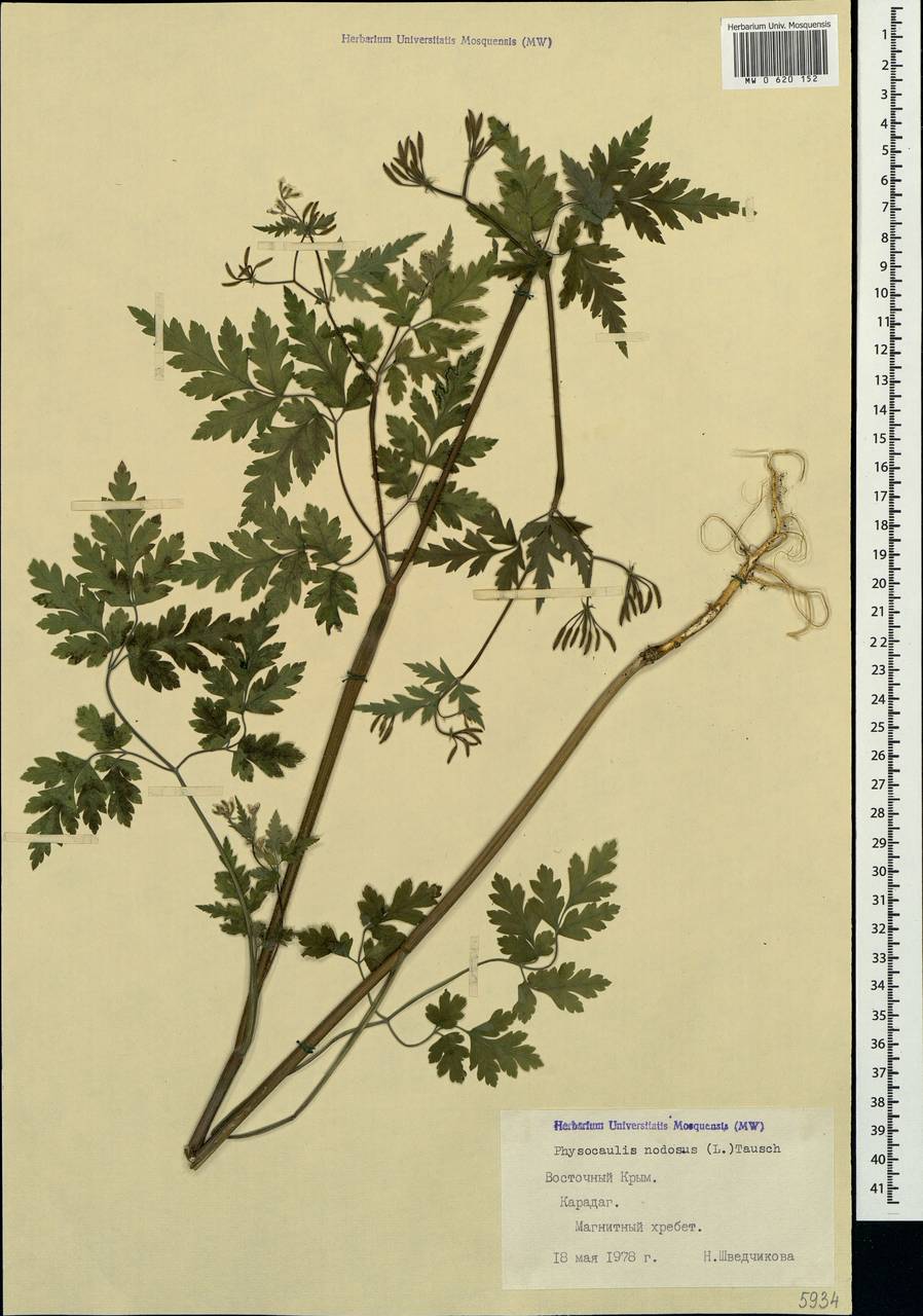 Chaerophyllum nodosum (L.) Crantz, Крым (KRYM) (Россия)