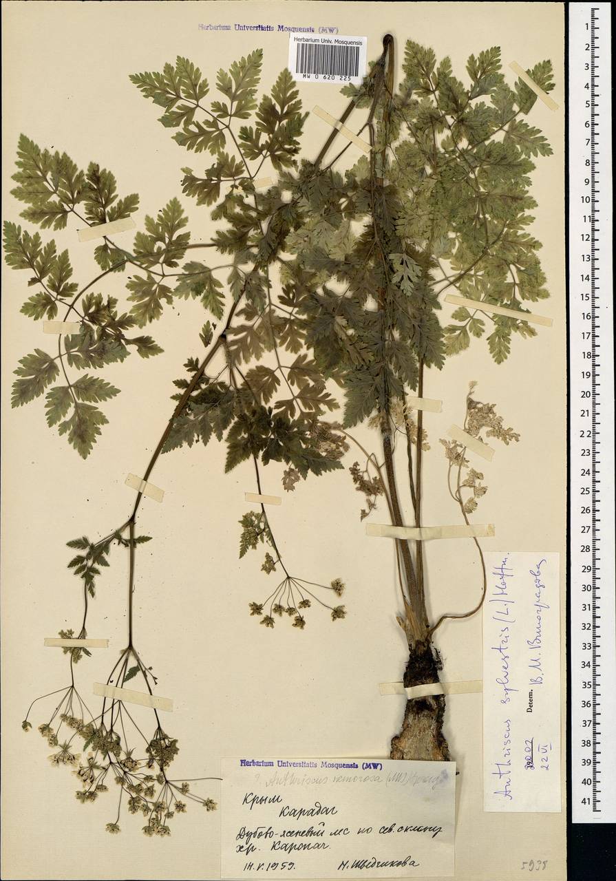 Anthriscus sylvestris subsp. sylvestris, Крым (KRYM) (Россия)