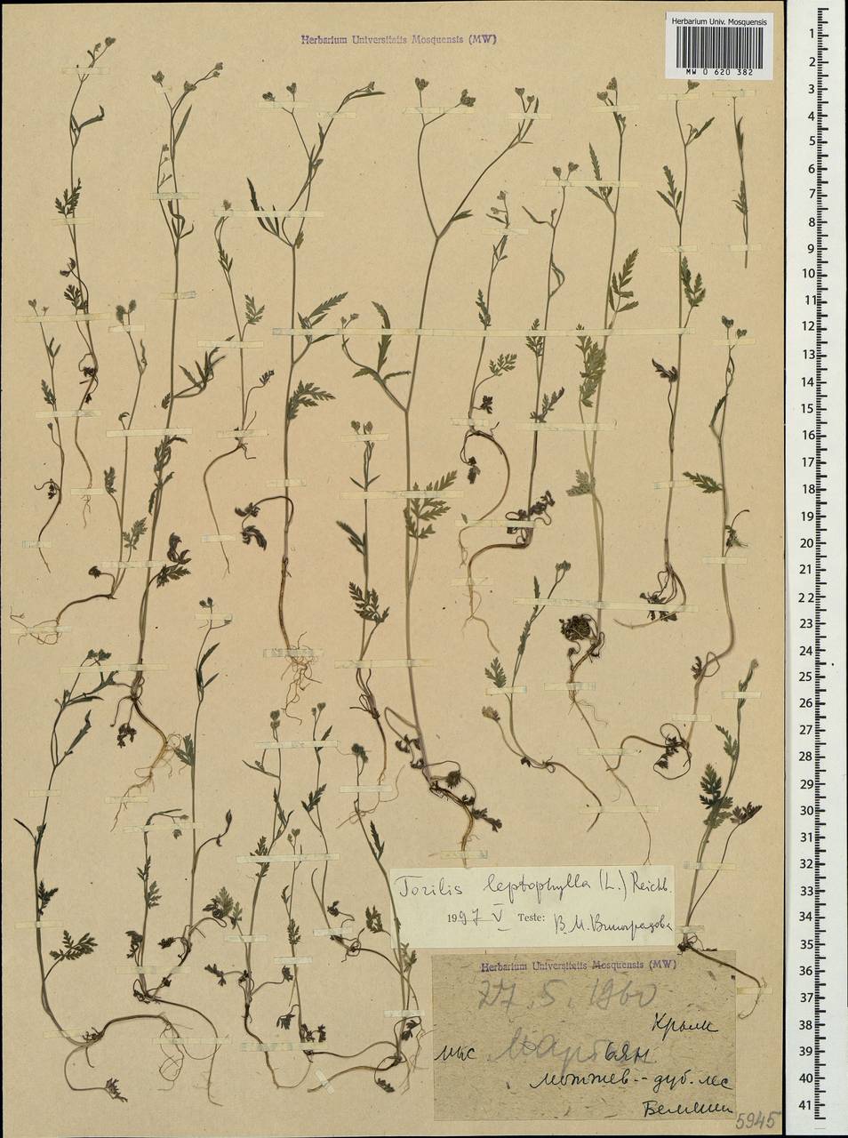 Пупырник тонколистный, Торилис тонколистный (L.) Rchb. fil., Крым (KRYM) (Россия)